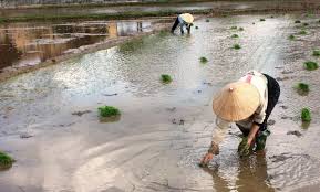 Ninh Giang gieo cấy lúa mùa đạt 70% diện tích